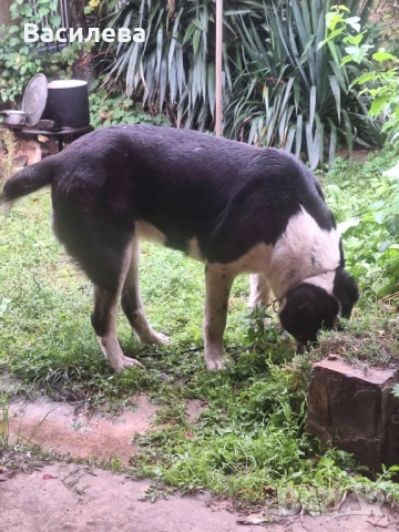 Женски Алабай, снимка 3 - Алабай - 53256341