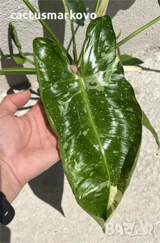 Philodendron Jose Buono, снимка 2 - Стайни растения - 50201862