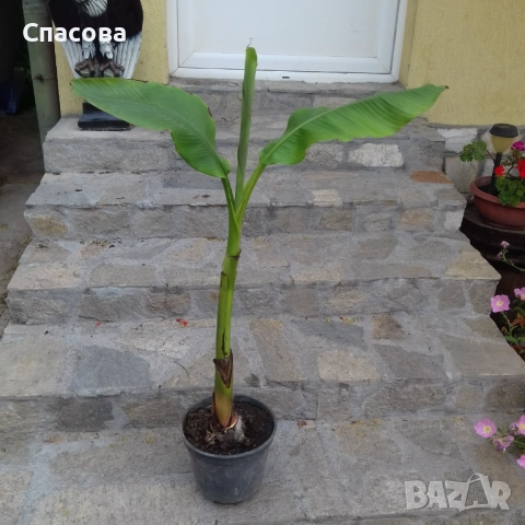 Студоустойчив банан /Бананова палма/ - различни размери, снимка 1