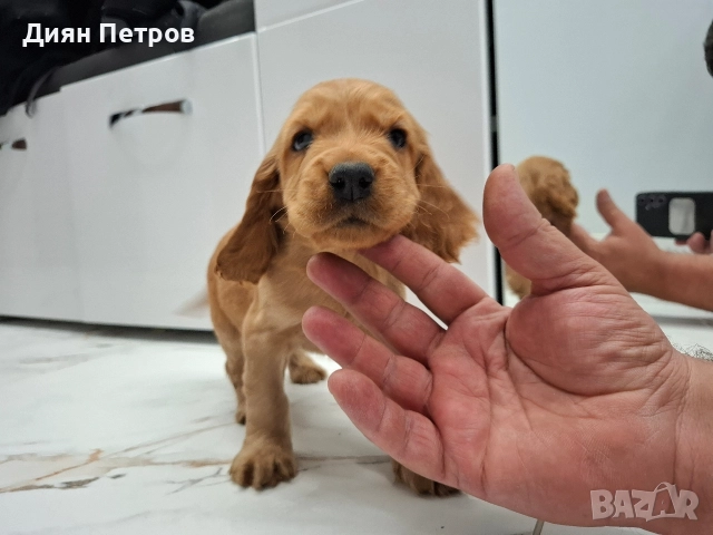 чистокръвни кокер шпаньоли, снимка 6 - Кокер шпаньол - 52878909