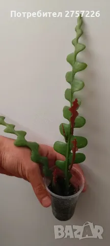 Epiphyllum anguliger, снимка 1