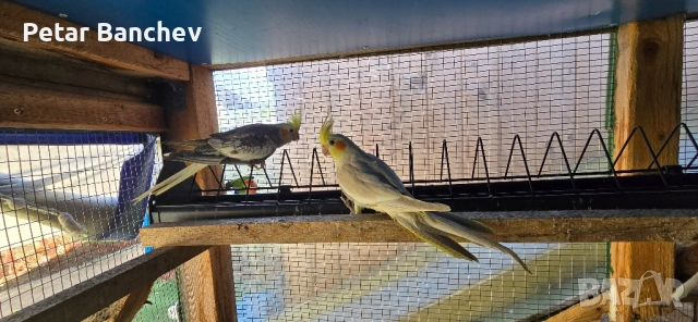 неразделки корели скумруци , снимка 3 - Папагали - 51834310