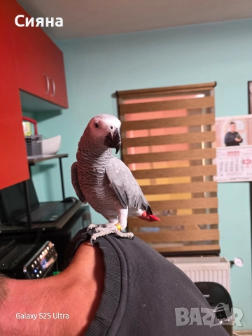 кралско жако, снимка 8 - Папагали - 52881352