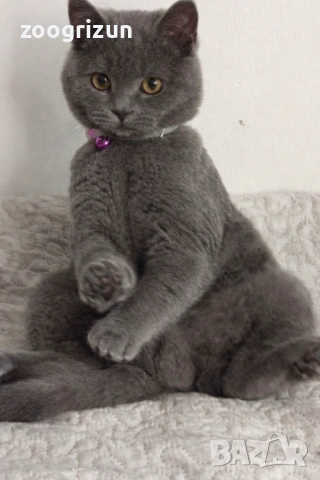 Шотландско котенце