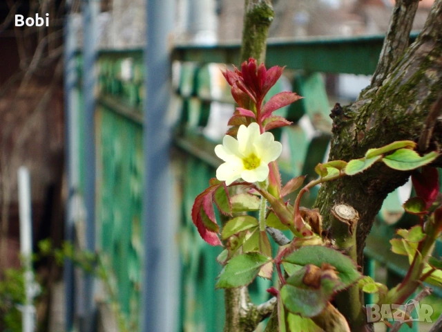 Sony Cyber-shot DSC-W220 с Carl Zeiss обектив + аксесоари, снимка 9 - Фотоапарати - 53925872