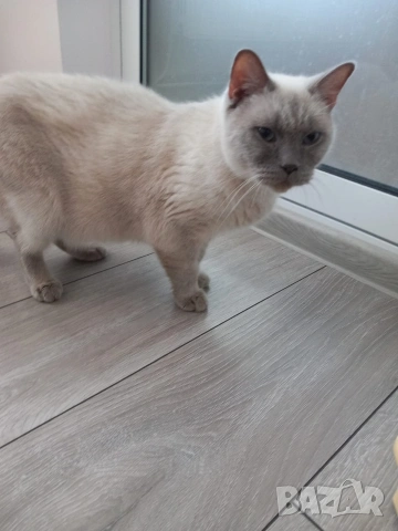 Британска колор пойнт , снимка 2 - Британска късокосместа - 53313842