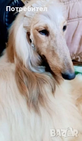 Афганска хрътка, снимка 7 - Хрътка - 51161887