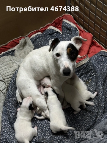 Джак Ръсел териер, снимка 6 - Джак ръсел териер - 52731550