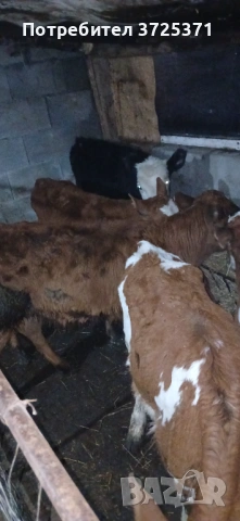 Продавам 8бр телета , снимка 3 - Крави - 53295775