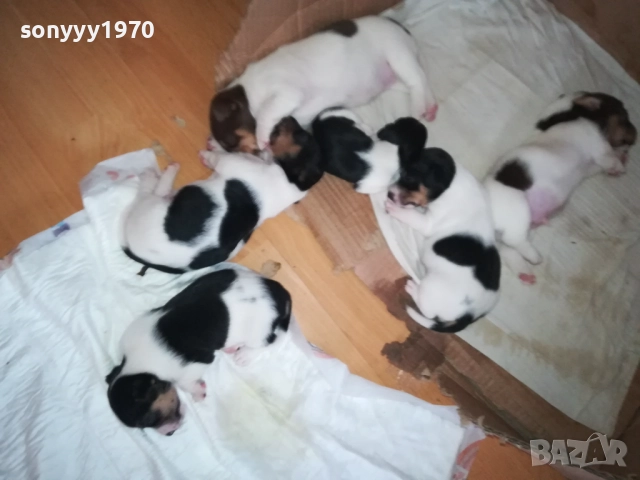 ДЖАК РЪСЕЛ БЕБЕТА-УНИКАЛНИ СЛАДУРИ 250ЛВ ЗА ЕДНО 0109251927, снимка 7 - Джак ръсел териер - 51570062