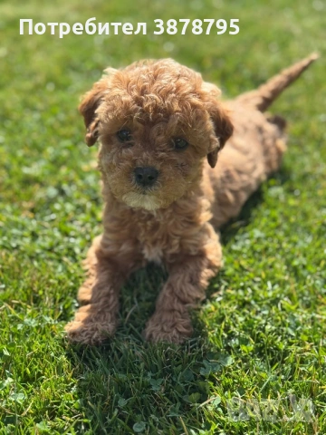 Плюшки❤️, снимка 2 - Други - 53911372