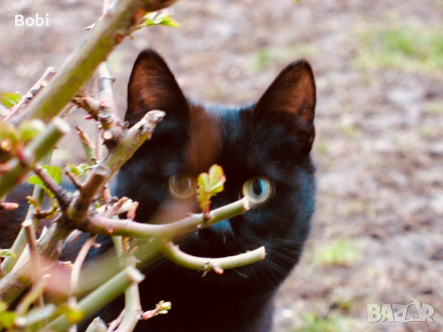 Canon PowerShot A610 | въртящ LCD, снимка 4 - Фотоапарати - 53295960