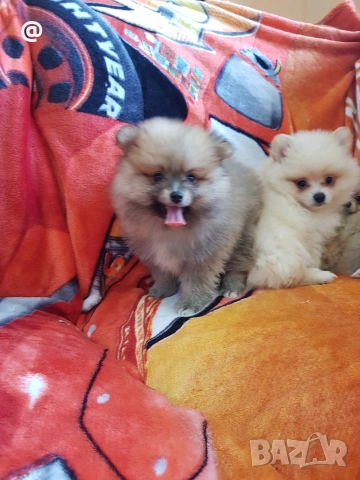 Померан померани померанчета Гр. София, снимка 9 - Померан - 53483732