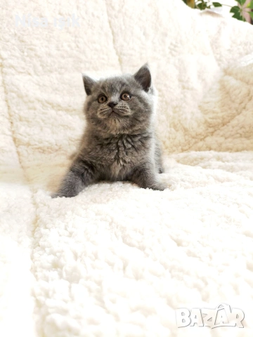 уникално момченце в Хасково побързайте тази вечер за да спинка до главичката ви