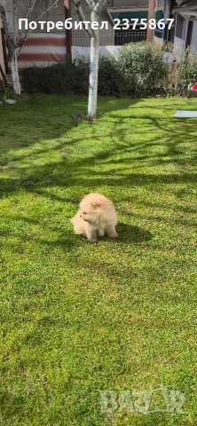 мъжко померанче,померан, снимка 5 - Померан - 53830644