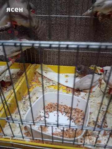 Продавам зеброви амадини джъмбо , снимка 6 - Амадини - 52339112