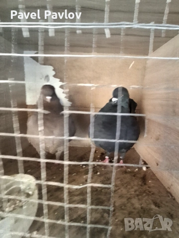 Продавам модени, снимка 2 - Гълъби - 53667265