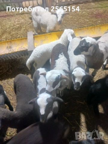 Продавам агнета, снимка 2 - Овце - 53939480