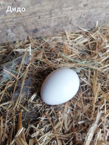 Разплодни яйца от селски пуйки , снимка 6 - Кокошки и пуйки - 45301046
