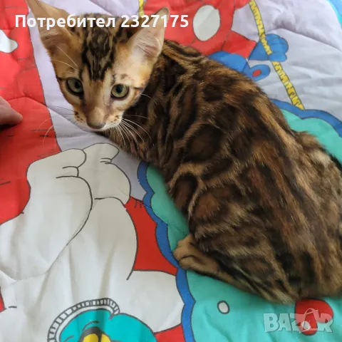 Бенгалска котка, снимка 3 - Бенгалски - 25815287