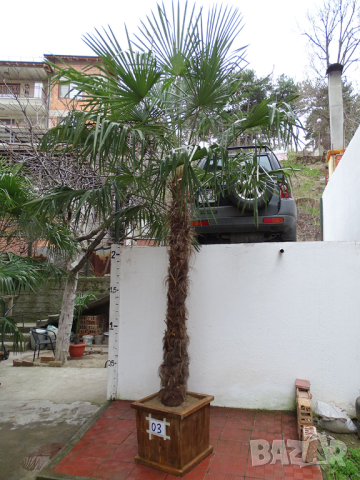 Студоустойчиви палми Трахикарпус в дървени саксии, снимка 9 - Градински цветя и растения - 44961425