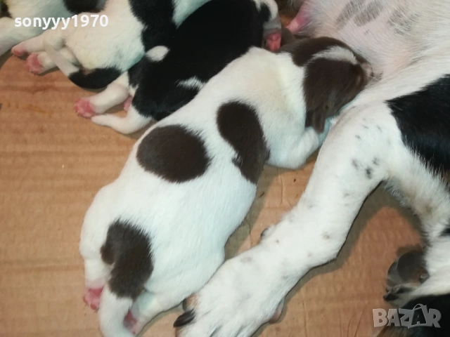 ДЖАК РЪСЕЛ 250ЛВ ЗА СЛАДКО КУТРЕ 2108250854