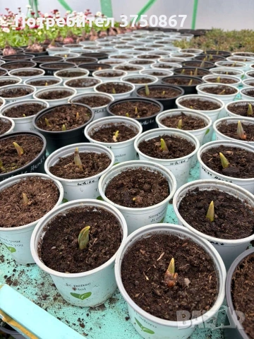 🌷 Лале в саксия (Tulipa), снимка 13 - Градински цветя и растения - 53449560