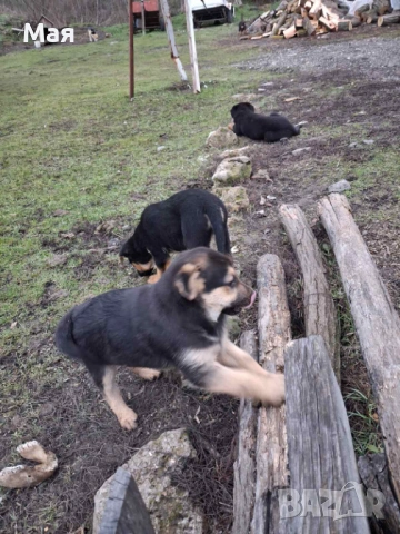 Бебета копойчета, снимка 3 - Други - 52566062