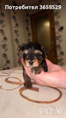 Йоркширски териер