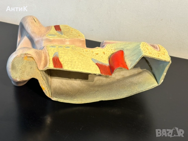 Соц Анатомичен Модел на Човешко Ухо, снимка 6 - Антикварни и старинни предмети - 51676648