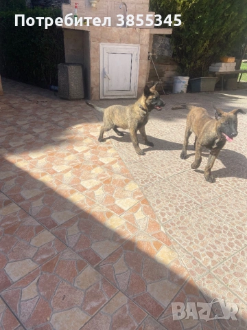 Белгийски овчарки, снимка 5 - Белгийска овчарка - 54142764