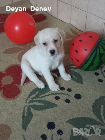 лабрадор реитривър , снимка 6 - Лабрадор ретривър - 52878460