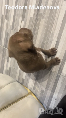 Продавам питбулчета , снимка 2 - Други животни - 53249402