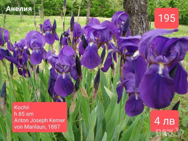 19 евтини ириси за градината , снимка 1 - Градински цветя и растения - 45681472