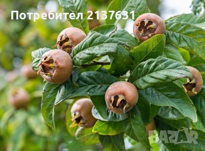 ДРЪВЧЕТАТА за засаждане : орех Пекан , боровинка ,КАЙСИЯ , ПРАСКОВА, КИВИ , МУШМУЛА и др, снимка 6 - Разсади - 40146781