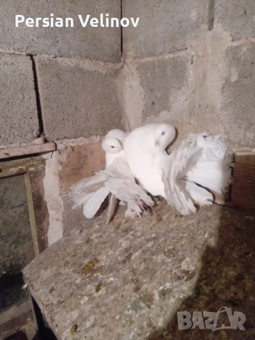 Продавам гълъби *, снимка 2 - Гълъби - 52367362