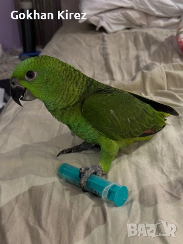 Папагали Жълтотила Амазона, снимка 9 - Папагали - 50919056