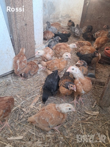 Пилета на 30дни, снимка 8 - Кокошки и пуйки - 53708980