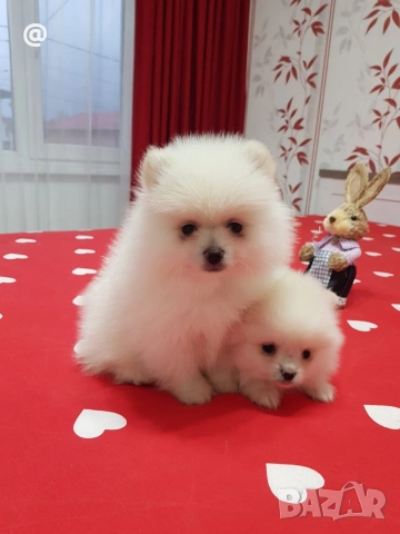 Померан померанчета свободни Гр. София, снимка 11 - Померан - 54000215