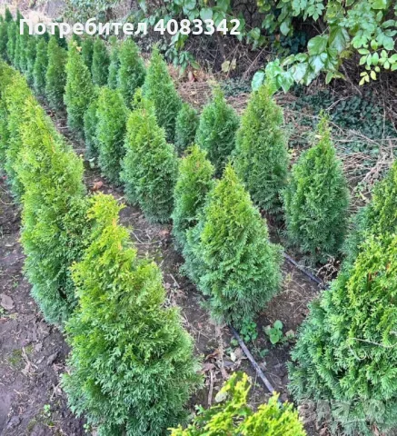 Туя Смарагд