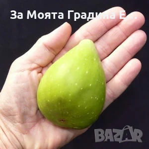 Смокиня - Далматинска 