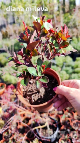  Фотиния Литъл Ред Робин, Photinia fr. Little Red Robin, снимка 4 - Градински цветя и растения - 43806136