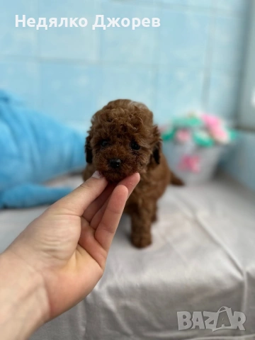 Той Пудел/Toy Poodle, снимка 4 - Пудели - 53826351