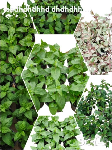 Фуксия за Градината и Балкона , снимка 15 - Градински цветя и растения - 54220620