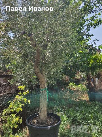 Маслиново дърво за перфектният декор на вашата градина!!!, снимка 10 - Градински цветя и растения - 46413847