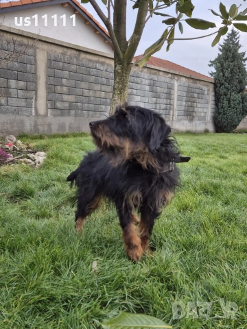 женски ягдтериер 