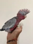 Ръчно хранено Розово Какаду, снимка 1