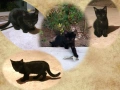 Черна котка на 6 месеца търси дом, снимка 13