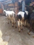 женски телета , снимка 4