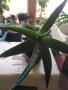 Лечебно Алое Вера и Дървовидно алое, снимка 5